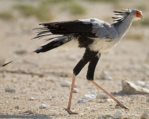 Secretary Bird